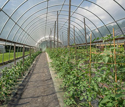 Greenhouses and Conservatories