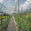 Greenhouses and Conservatories