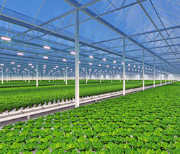 Agricultural Greenhouses
